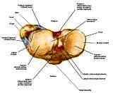 Anatomie: heup,bovenbeen,knie,onderbeen,enkel,voet,acetabulum,collum femoris,trachanter,femur,epicondyl,meniscus,kruisband,cruciate ligament,patella,knieschijf,tibia,fibula,malleolus,talus,calcaneus,tarsus,metatarsus,phalanx,falanx,quadriceps femoris,rectus femoris,sartorius,tensor fasciae latae,tractus iliotibialis,biceps femoris,gastrocnemius,semimembranosus,semitendinosus,soleus,suralis,vena saphena parva,vena saphena magna,sciatic,ischiadicus,peronea